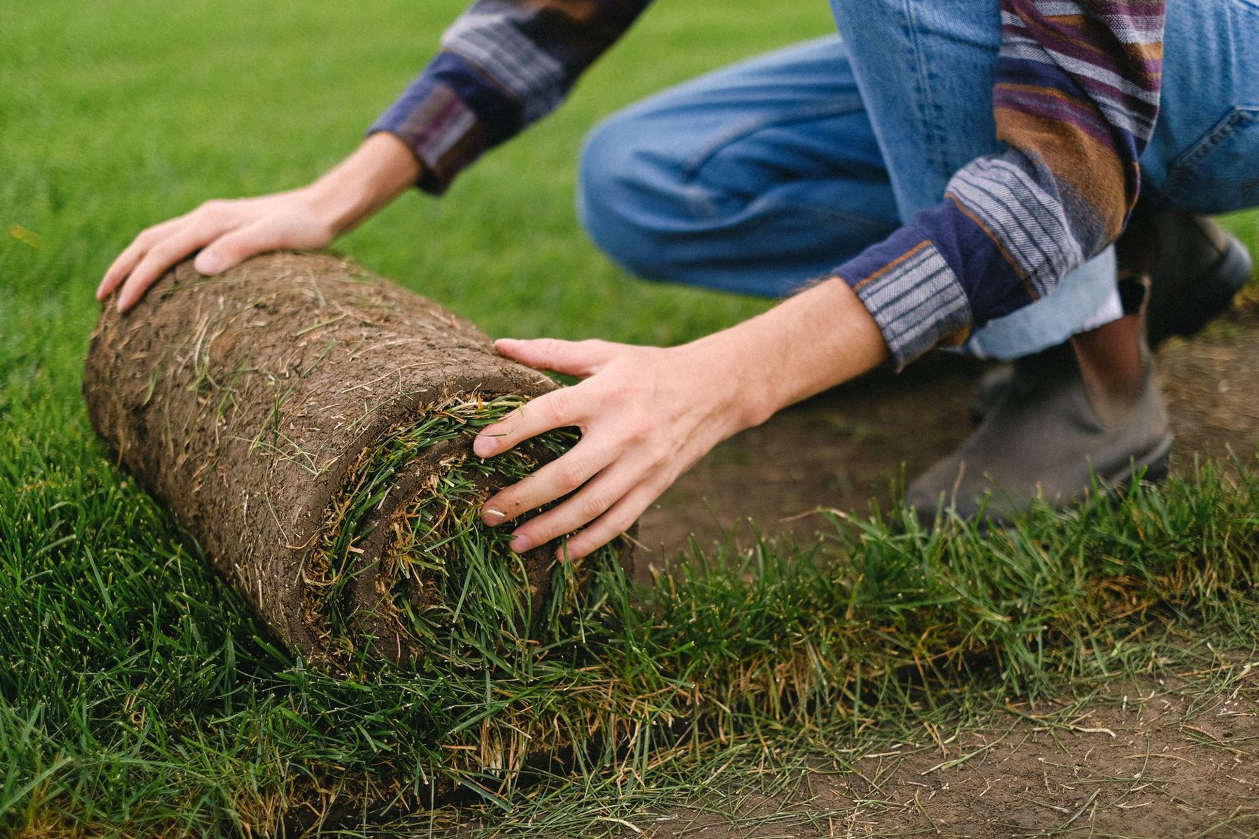 Turf Repair & Refresh in Phoenix AZ