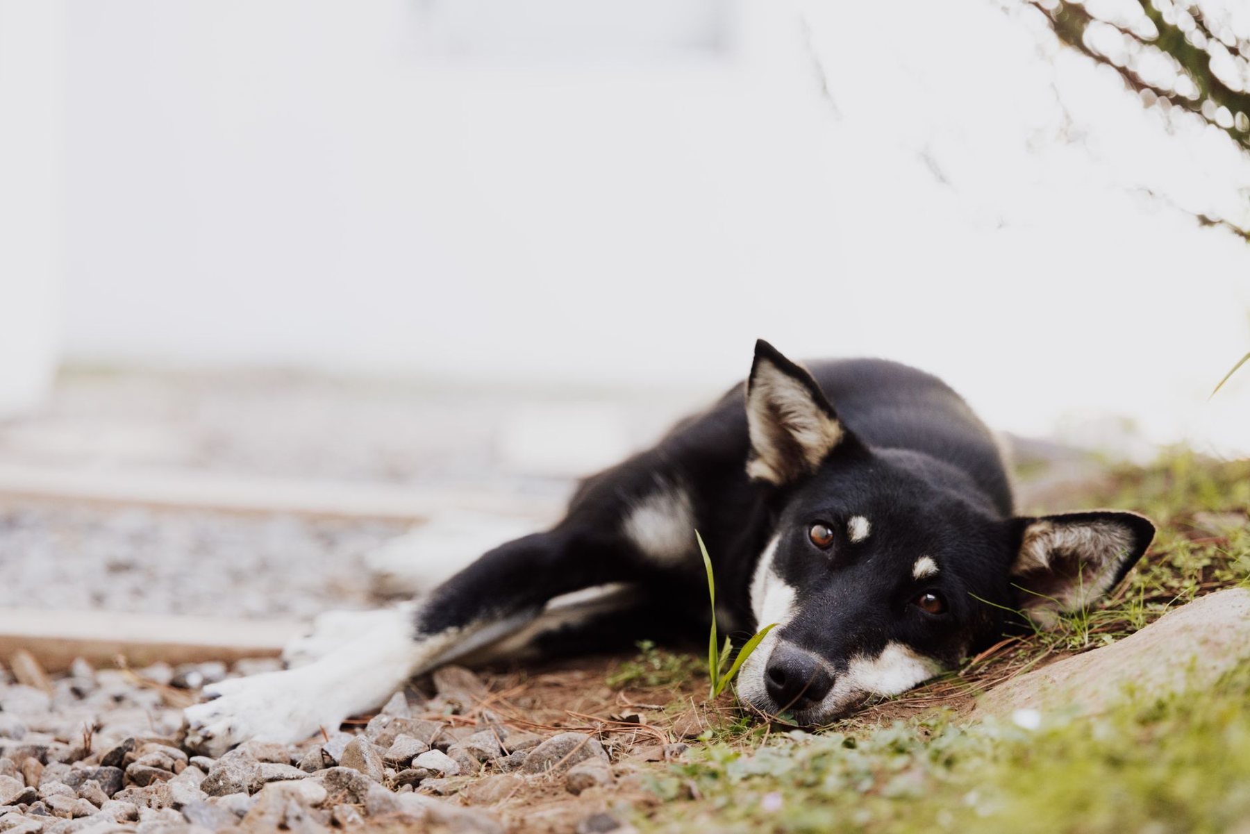 Play & pet-safe lawns in Phoenix, AZ