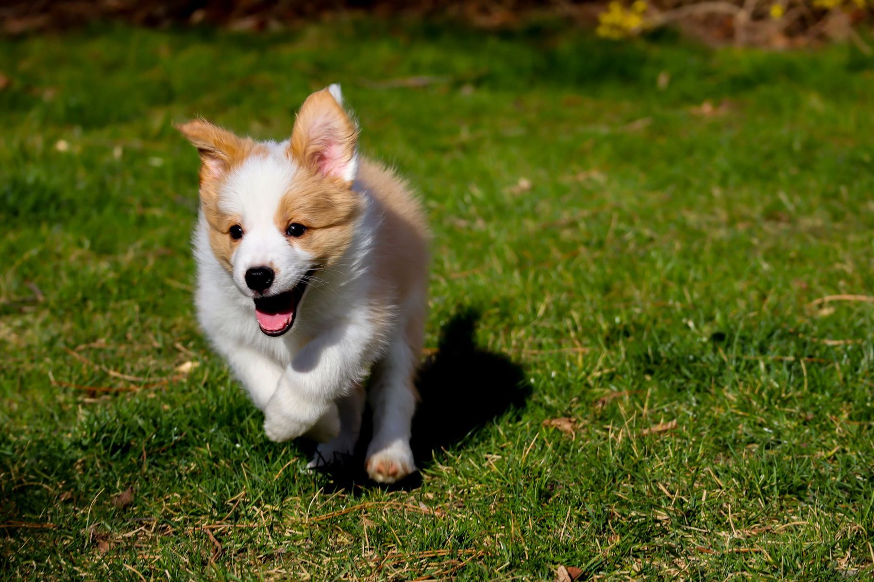 Pet turf & clean edges in Phoenix, AZ